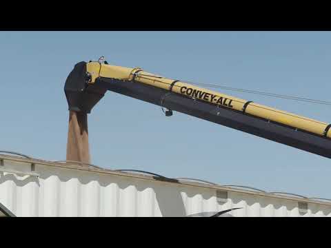 Convey-All conveyor loading grain into building